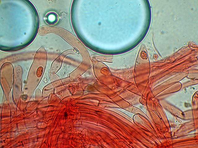 Psathyrella gossypina   (Bull.)   A. Pearson & Dennis